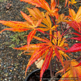 Trees ~ Acer shirasawanum 'Bronze Age', Japanese Maple ~ Dancing Oaks Nursery and Gardens ~ Retail Nursery ~ Mail Order Nursery