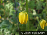 Bulbs & Tubers ~ Albuca shawii ~ Dancing Oaks Nursery and Gardens ~ Retail Nursery ~ Mail Order Nursery