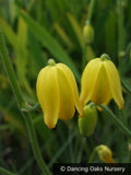 Bulbs & Tubers ~ Albuca shawii ~ Dancing Oaks Nursery and Gardens ~ Retail Nursery ~ Mail Order Nursery