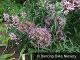 Bulbs & Tubers ~ Allium cristophii (christophii), Star of Persia ~ Dancing Oaks Nursery and Gardens ~ Retail Nursery ~ Mail Order Nursery