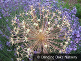 Bulbs & Tubers ~ Allium cristophii (christophii), Star of Persia ~ Dancing Oaks Nursery and Gardens ~ Retail Nursery ~ Mail Order Nursery