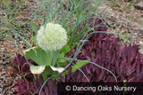Bulbs & Tubers ~ Allium karataviense 'Ivory Queen', Turkestan Onion ~ Dancing Oaks Nursery and Gardens ~ Retail Nursery ~ Mail Order Nursery