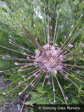 Bulbs & Tubers ~ Allium schubertii, Ornamental Onion ~ Dancing Oaks Nursery and Gardens ~ Retail Nursery ~ Mail Order Nursery