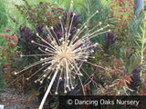 Bulbs & Tubers ~ Allium schubertii, Ornamental Onion ~ Dancing Oaks Nursery and Gardens ~ Retail Nursery ~ Mail Order Nursery