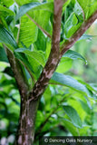 Bulbs & Tubers ~ Amorphophallus konjac (syn. A. rivieri), Umbrella Arum ~ Dancing Oaks Nursery and Gardens ~ Retail Nursery ~ Mail Order Nursery