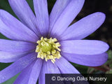 Bulbs & Tubers ~ Anemone blanda 'Blue Shades', Grecian Windflower ~ Dancing Oaks Nursery and Gardens ~ Retail Nursery ~ Mail Order Nursery