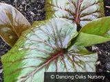 Bulbs & Tubers ~ Cardiocrinum giganteum, Giant Himalayan Lily ~ Dancing Oaks Nursery and Gardens ~ Retail Nursery ~ Mail Order Nursery