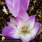 Bulbs & Tubers ~ Colchicum var. 'Giant', Fall Crocus ~ Dancing Oaks Nursery and Gardens ~ Retail Nursery ~ Mail Order Nursery