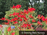 Bulbs & Tubers ~ Crocosmia 'Lucifer', Crocosmia ~ Dancing Oaks Nursery and Gardens ~ Retail Nursery ~ Mail Order Nursery