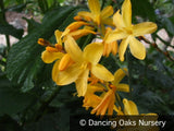 Bulbs & Tubers ~ Crocosmia x crocosmiiflora 'Solfatare', Crocosmia ~ Dancing Oaks Nursery and Gardens ~ Retail Nursery ~ Mail Order Nursery