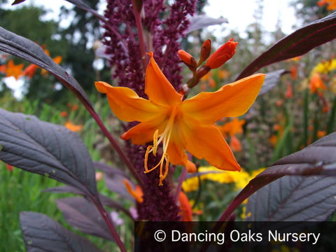 Bulbs & Tubers ~ Crocosmia x crocosmiiflora 'Star of the East', Crocosmia ~ Dancing Oaks Nursery and Gardens ~ Retail Nursery ~ Mail Order Nursery