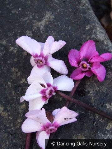 Bulbs & Tubers ~ Cyclamen coum, Hardy Cyclamen ~ Dancing Oaks Nursery and Gardens ~ Retail Nursery ~ Mail Order Nursery