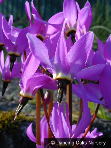 Bulbs & Tubers ~ Dodecatheon hendersonii, Shooting Stars ~ Dancing Oaks Nursery and Gardens ~ Retail Nursery ~ Mail Order Nursery