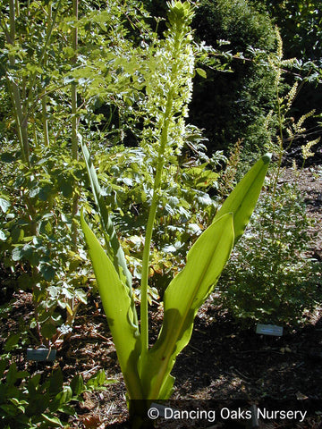 Bulbs & Tubers ~ Eucomis pole-evansii, Pineapple Lily ~ Dancing Oaks Nursery and Gardens ~ Retail Nursery ~ Mail Order Nursery