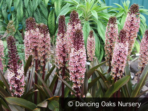Bulbs & Tubers ~ Eucomis 'Sparkling Burgundy', Pineapple Lily ~ Dancing Oaks Nursery and Gardens ~ Retail Nursery ~ Mail Order Nursery