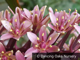 Bulbs & Tubers ~ Eucomis 'Sparkling Burgundy', Pineapple Lily ~ Dancing Oaks Nursery and Gardens ~ Retail Nursery ~ Mail Order Nursery