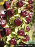 Bulbs & Tubers ~ Eucomis 'Tugela Ruby', Pineapple Lily ~ Dancing Oaks Nursery and Gardens ~ Retail Nursery ~ Mail Order Nursery