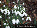 Bulbs & Tubers ~ Galanthus 'Sam Arnott', Snowdrop ~ Dancing Oaks Nursery and Gardens ~ Retail Nursery ~ Mail Order Nursery