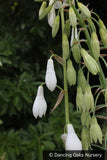 Bulbs & Tubers ~ Galtonia candicans, Summer Hyacinth ~ Dancing Oaks Nursery and Gardens ~ Retail Nursery ~ Mail Order Nursery