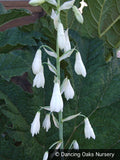 Bulbs & Tubers ~ Galtonia candicans, Summer Hyacinth ~ Dancing Oaks Nursery and Gardens ~ Retail Nursery ~ Mail Order Nursery