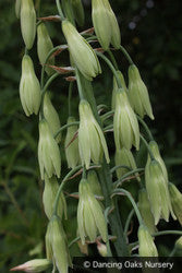Bulbs & Tubers ~ Galtonia viridiflora, Summer Hyacinth ~ Dancing Oaks Nursery and Gardens ~ Retail Nursery ~ Mail Order Nursery