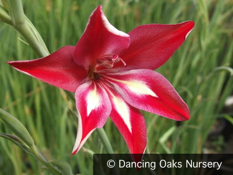 Bulbs & Tubers ~ Gladiolus cardinalis, Hardy Gladiola/Waterfall Lily ~ Dancing Oaks Nursery and Gardens ~ Retail Nursery ~ Mail Order Nursery