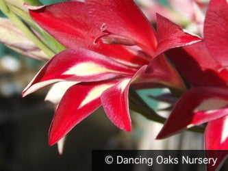 Bulbs & Tubers ~ Gladiolus cardinalis, Hardy Gladiola/Waterfall Lily ~ Dancing Oaks Nursery and Gardens ~ Retail Nursery ~ Mail Order Nursery