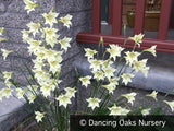 Bulbs & Tubers ~ Gladiolus tristus hybrids, Night-Scented Gladiola ~ Dancing Oaks Nursery and Gardens ~ Retail Nursery ~ Mail Order Nursery