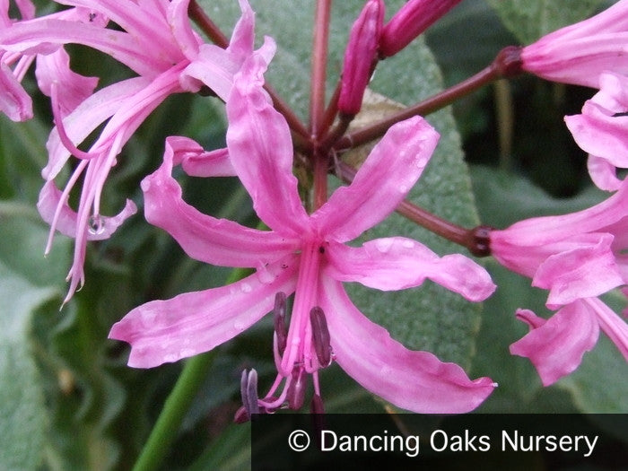 guernsey lily flower Nerine x bowdenii 'Wayne's Pink', Guernsey Lily
