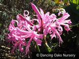 Bulbs & Tubers ~ Nerine x bowdenii 'Wayne's Pink', Guernsey Lily ~ Dancing Oaks Nursery and Gardens ~ Retail Nursery ~ Mail Order Nursery