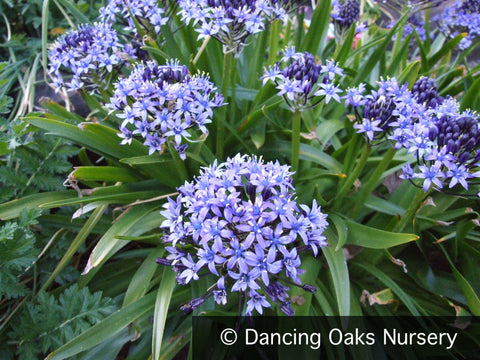 Bulbs & Tubers ~ Scilla peruviana, Portuguese Squill ~ Dancing Oaks Nursery and Gardens ~ Retail Nursery ~ Mail Order Nursery