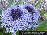 Bulbs & Tubers ~ Scilla peruviana, Portuguese Squill ~ Dancing Oaks Nursery and Gardens ~ Retail Nursery ~ Mail Order Nursery