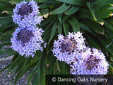 Bulbs & Tubers ~ Scilla peruviana, Portuguese Squill ~ Dancing Oaks Nursery and Gardens ~ Retail Nursery ~ Mail Order Nursery