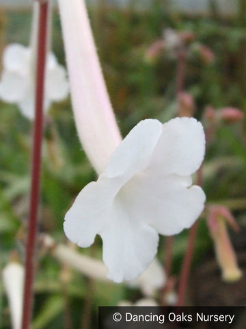 Bulbs & Tubers ~ Sinningia tubiflora, Hardy White Gloxinia ~ Dancing Oaks Nursery and Gardens ~ Retail Nursery ~ Mail Order Nursery
