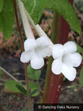 Bulbs & Tubers ~ Sinningia tubiflora, Hardy White Gloxinia ~ Dancing Oaks Nursery and Gardens ~ Retail Nursery ~ Mail Order Nursery