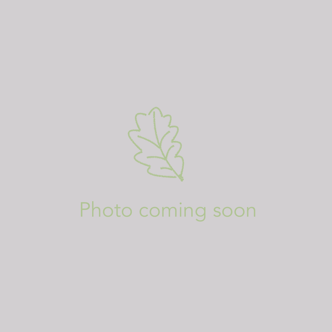 Bulbs & Tubers ~ Cyclamen hederifolium 'Albiflorum' ~ Dancing Oaks Nursery and Gardens ~ Retail Nursery ~ Mail Order Nursery