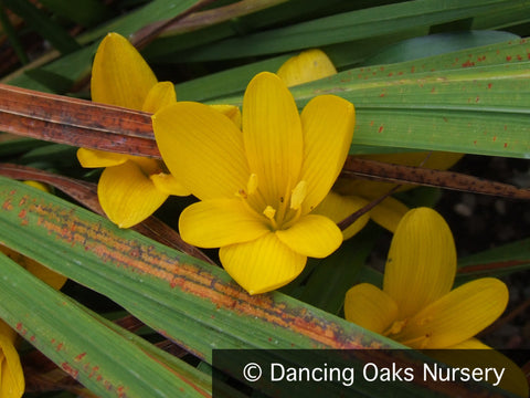 Bulbs & Tubers ~ Sternbergia lutea, Winter Daffodil ~ Dancing Oaks Nursery and Gardens ~ Retail Nursery ~ Mail Order Nursery
