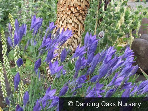 Bulbs & Tubers ~ Triteleia laxa 'Queen Fabiola', syn. Brodiea 'Q.F.' ~ Dancing Oaks Nursery and Gardens ~ Retail Nursery ~ Mail Order Nursery
