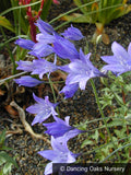 Bulbs & Tubers ~ Triteleia laxa 'Queen Fabiola', syn. Brodiea 'Q.F.' ~ Dancing Oaks Nursery and Gardens ~ Retail Nursery ~ Mail Order Nursery