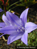 Bulbs & Tubers ~ Triteleia laxa 'Queen Fabiola', syn. Brodiea 'Q.F.' ~ Dancing Oaks Nursery and Gardens ~ Retail Nursery ~ Mail Order Nursery