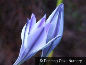 Bulbs & Tubers ~ Triteleia laxa 'Rudy' ~ Dancing Oaks Nursery and Gardens ~ Retail Nursery ~ Mail Order Nursery
