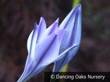 Bulbs & Tubers ~ Triteleia laxa 'Rudy' ~ Dancing Oaks Nursery and Gardens ~ Retail Nursery ~ Mail Order Nursery