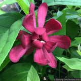 Shrubs ~ Calycanthus x raulstonii 'Hartlage Wine', Sweetshrub ~ Dancing Oaks Nursery and Gardens ~ Retail Nursery ~ Mail Order Nursery