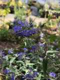 Shrubs ~ Caryopteris × clandonensis 'Longwood Blue', Bluebeard ~ Dancing Oaks Nursery and Gardens ~ Retail Nursery ~ Mail Order Nursery