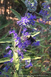 Shrubs ~ Caryopteris × clandonensis 'Longwood Blue', Bluebeard ~ Dancing Oaks Nursery and Gardens ~ Retail Nursery ~ Mail Order Nursery
