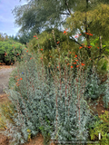 Perennials ~ Epilobium (syn Zauschneria) canum 'Catalina', California Fuchsia or Hummingbird Trumpet ~ Dancing Oaks Nursery and Gardens ~ Retail Nursery ~ Mail Order Nursery