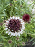 Centaurea atropurpurea, Red Knapweed