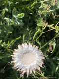 Centaurea atropurpurea, Red Knapweed