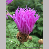 Perennials ~ Centaurea dealbata, Persian Cornflower ~ Dancing Oaks Nursery and Gardens ~ Retail Nursery ~ Mail Order Nursery