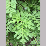 Perennials ~ Centaurea dealbata, Persian Cornflower ~ Dancing Oaks Nursery and Gardens ~ Retail Nursery ~ Mail Order Nursery